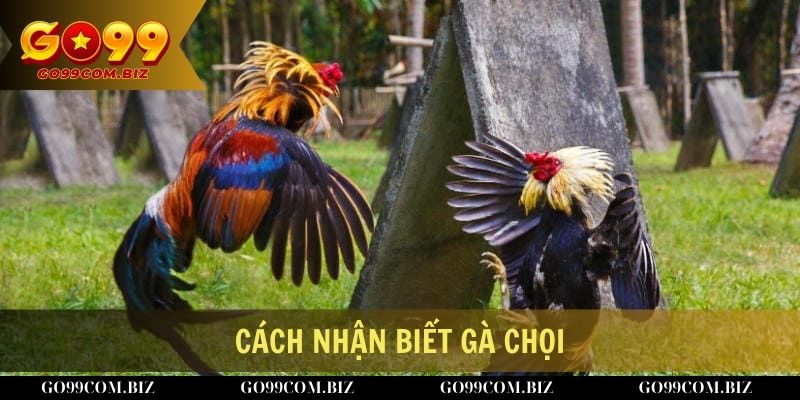 Chia sẻ cách nhận biết gà chọi giỏi qua các đặc điểm cơ thể