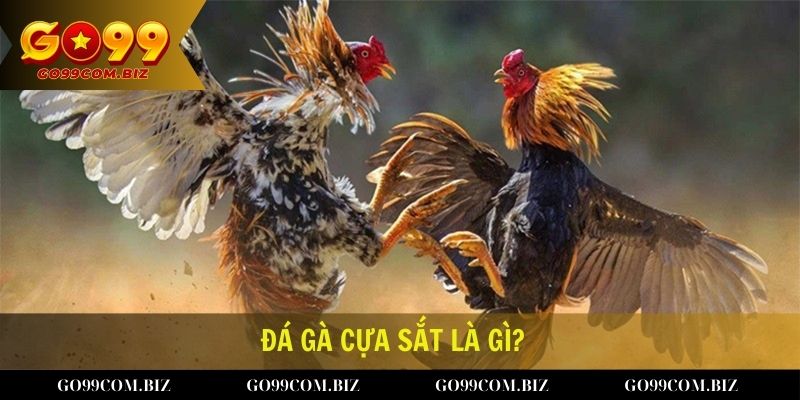 Đá gà cựa sắt là gì?