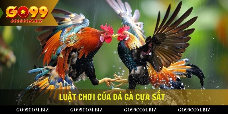 Hình thức hoạt động và luật chơi của đá gà cựa sắt