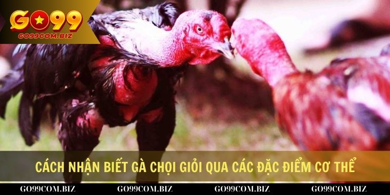 Hướng dẫn cách nhận biết gà chọi giỏi qua các đặc điểm cơ thể