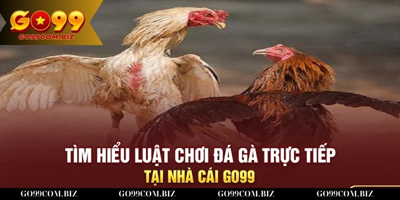 Luật chơi đá gà Go99