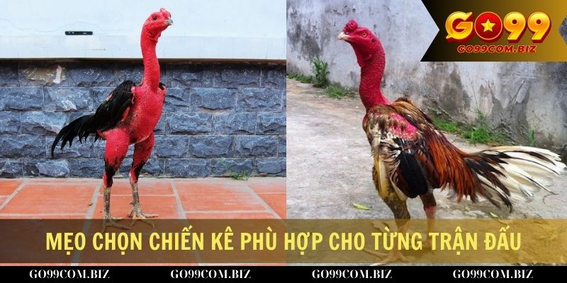 Mẹo chọn chiến kê phù hợp cho từng trận đấu